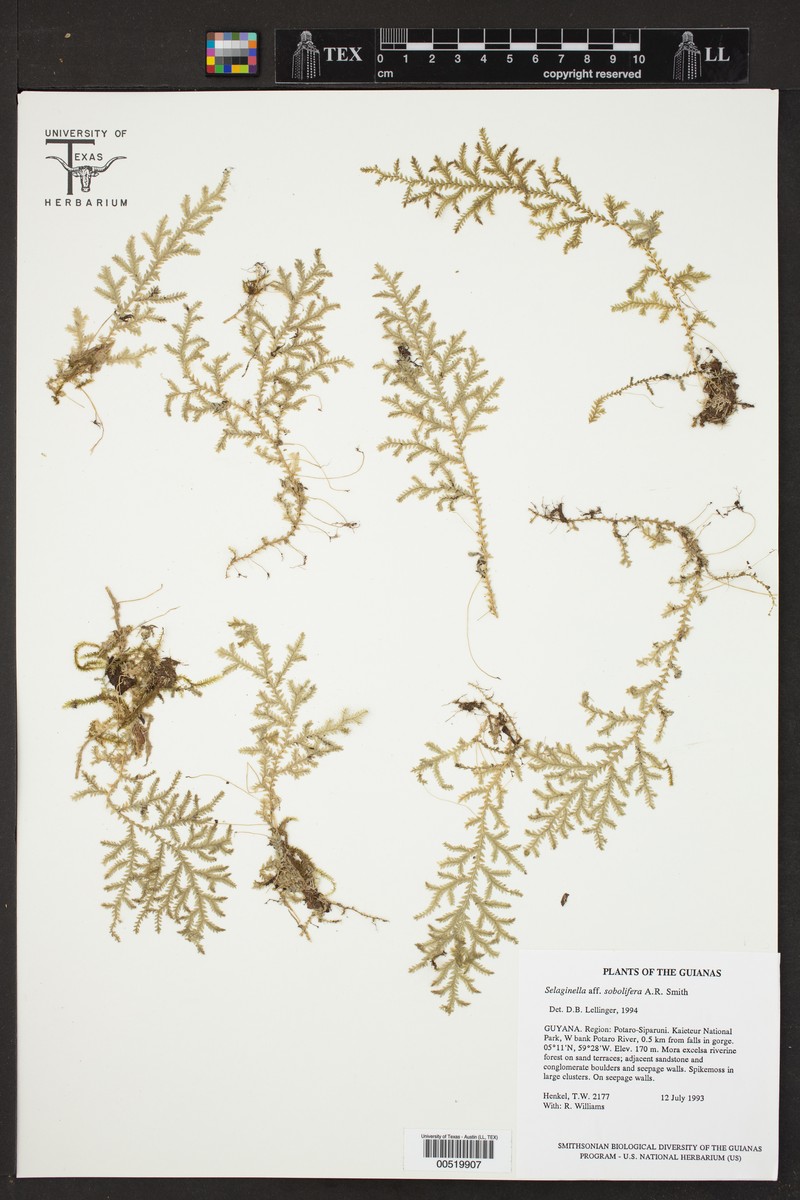 Selaginella sobolifera photo 2