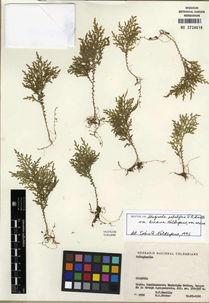 Selaginella sobolifera photo 3