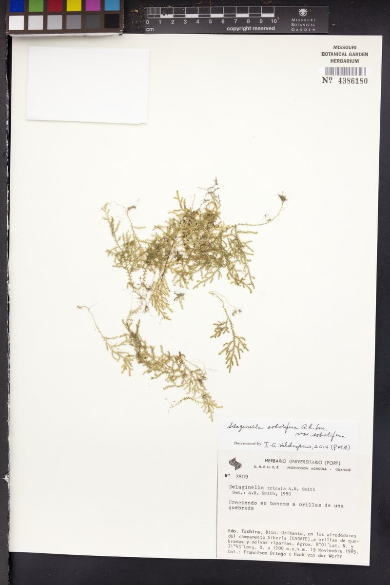 Selaginella sobolifera photo 4