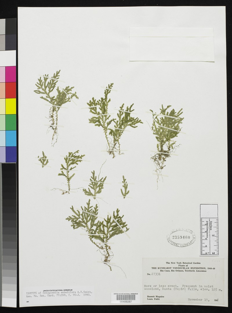 Selaginella sobolifera