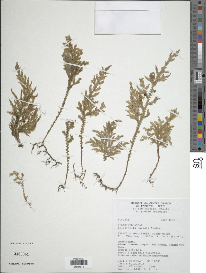 Selaginella societatis photo 2
