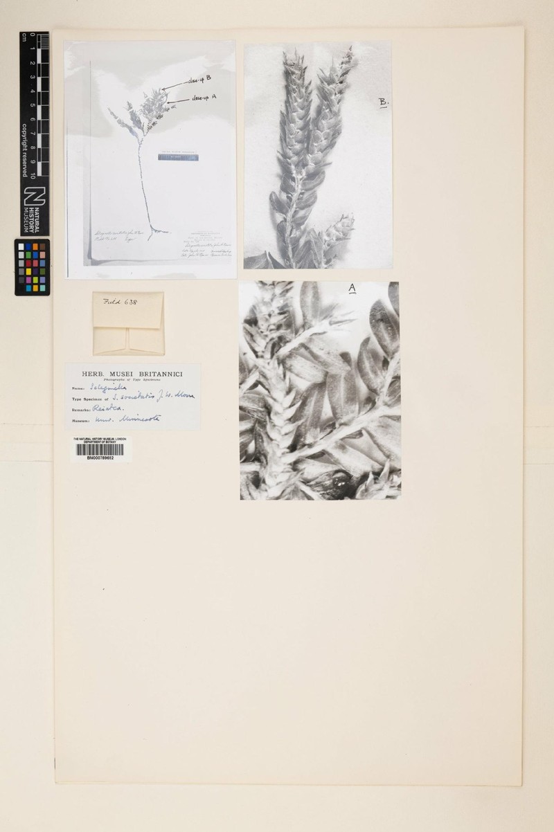 Selaginella societatis photo 3