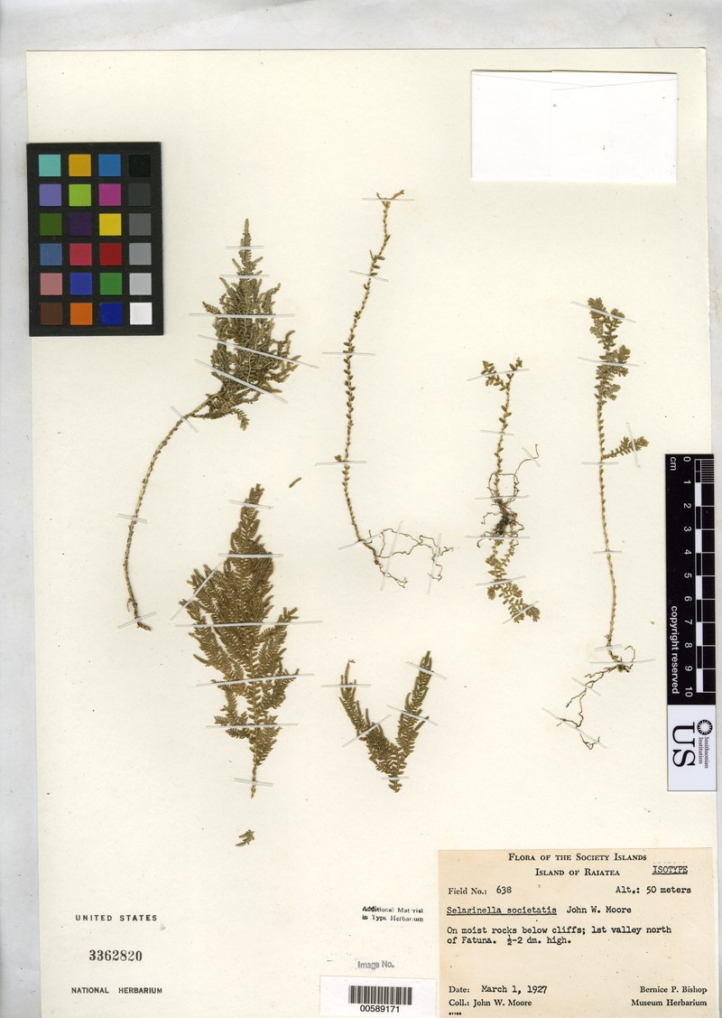 Selaginella societatis