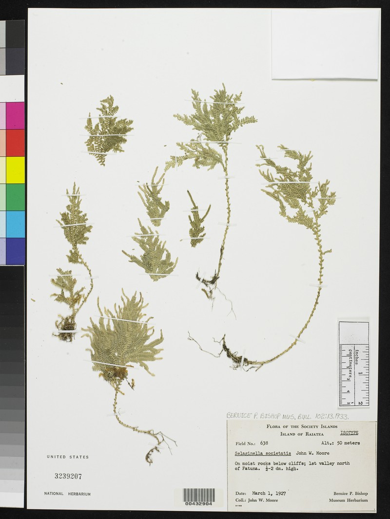 Selaginella societatis photo 4