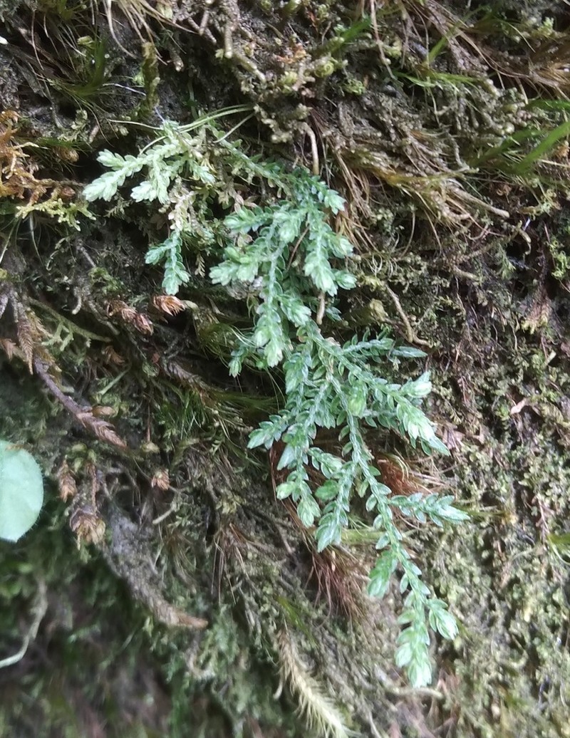 Selaginella solomonii