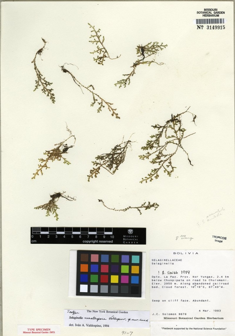 Selaginella solomonii photo 2