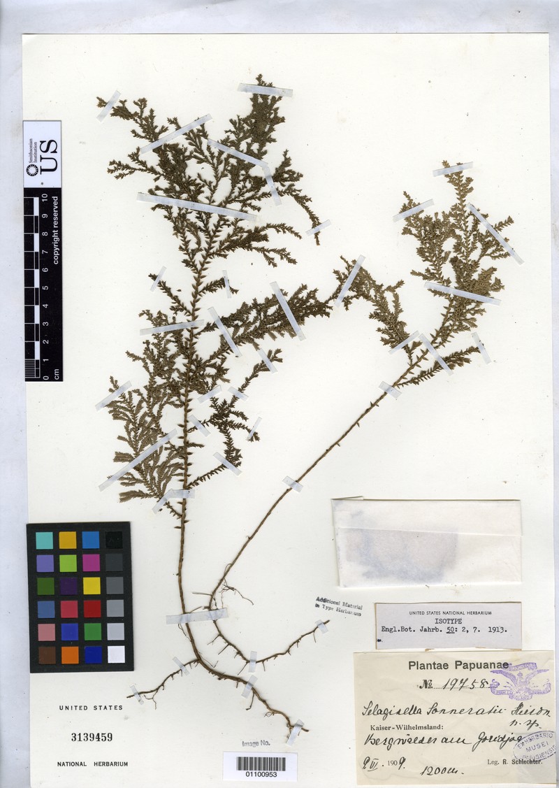 Selaginella sonneratii