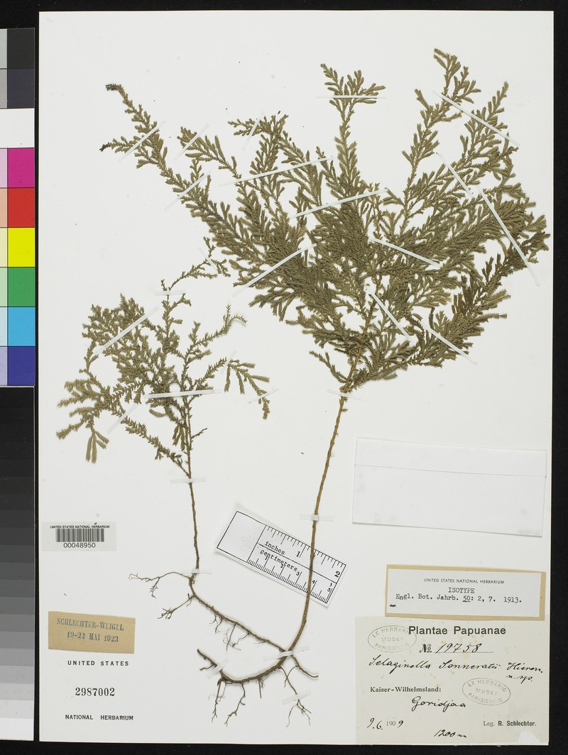 Selaginella sonneratii photo 2