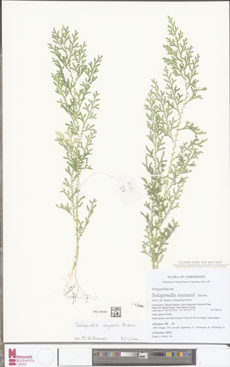 Selaginella soyauxii