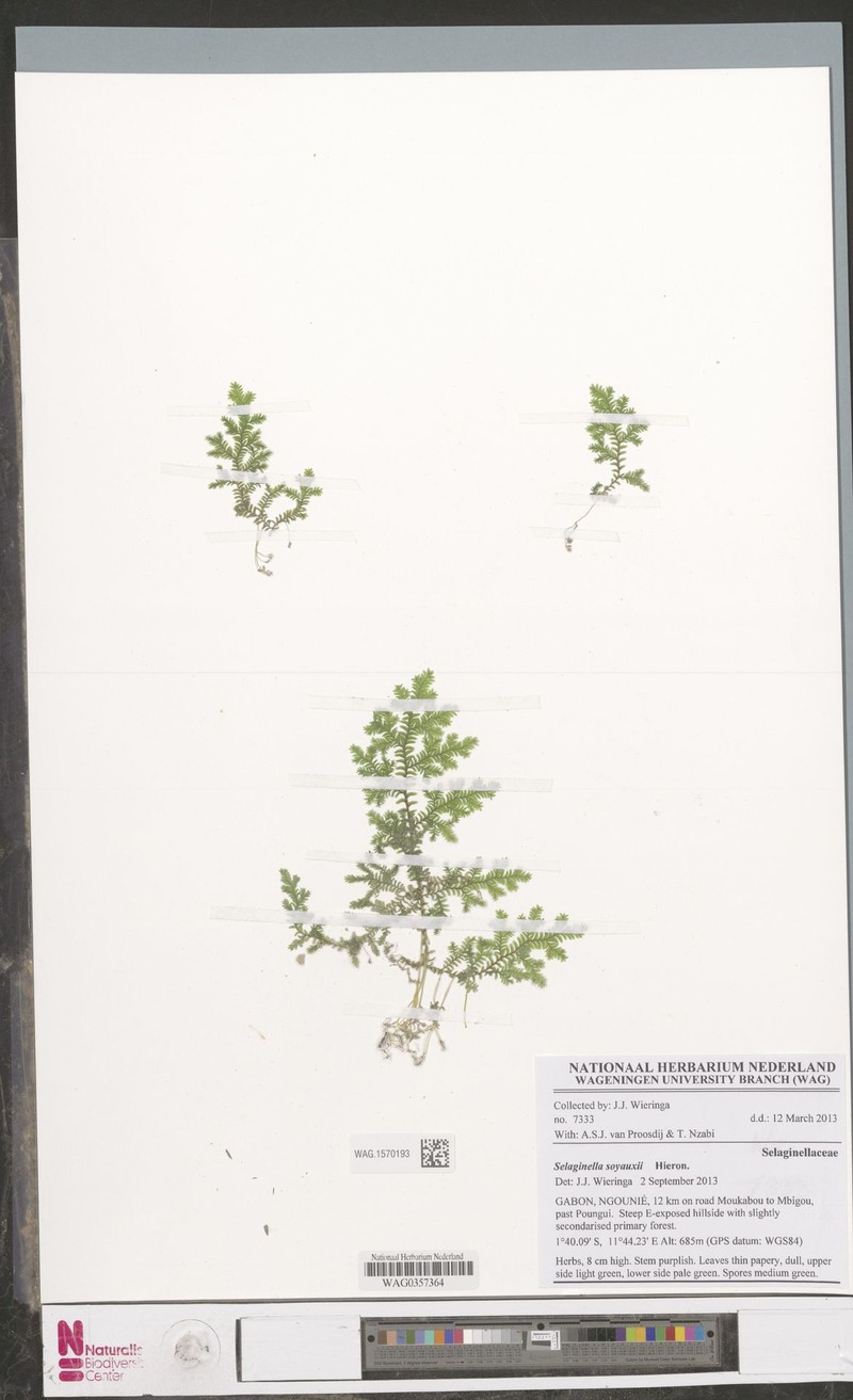 Selaginella soyauxii photo 2