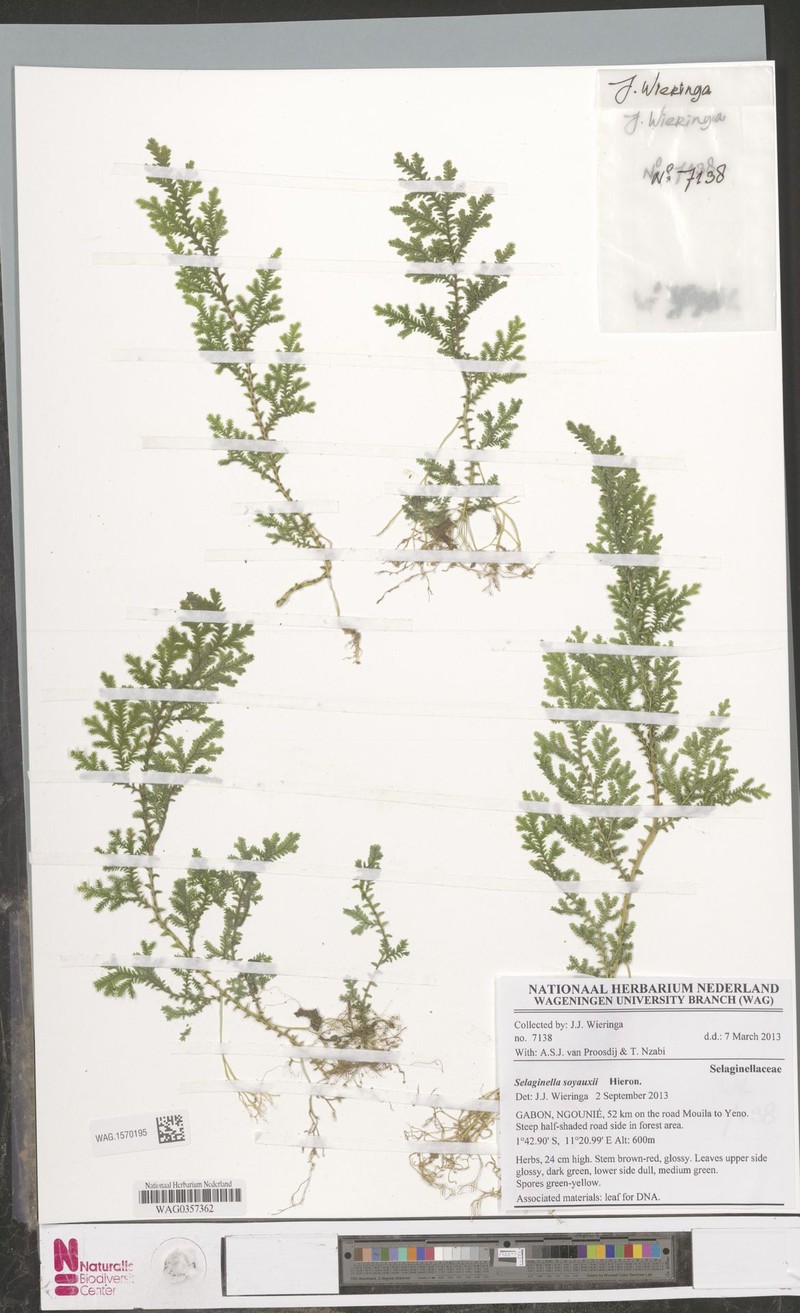 Selaginella soyauxii photo 3