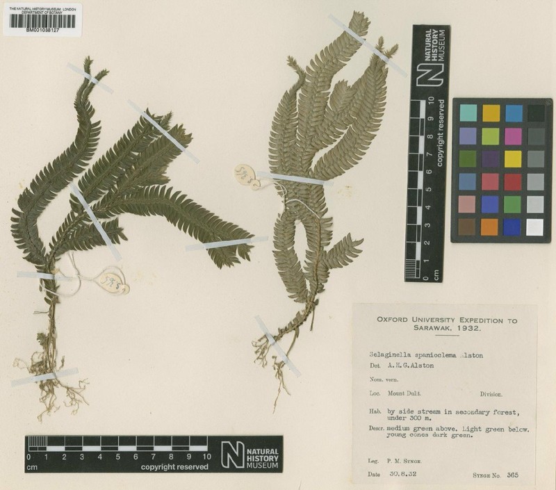 Selaginella spanielema