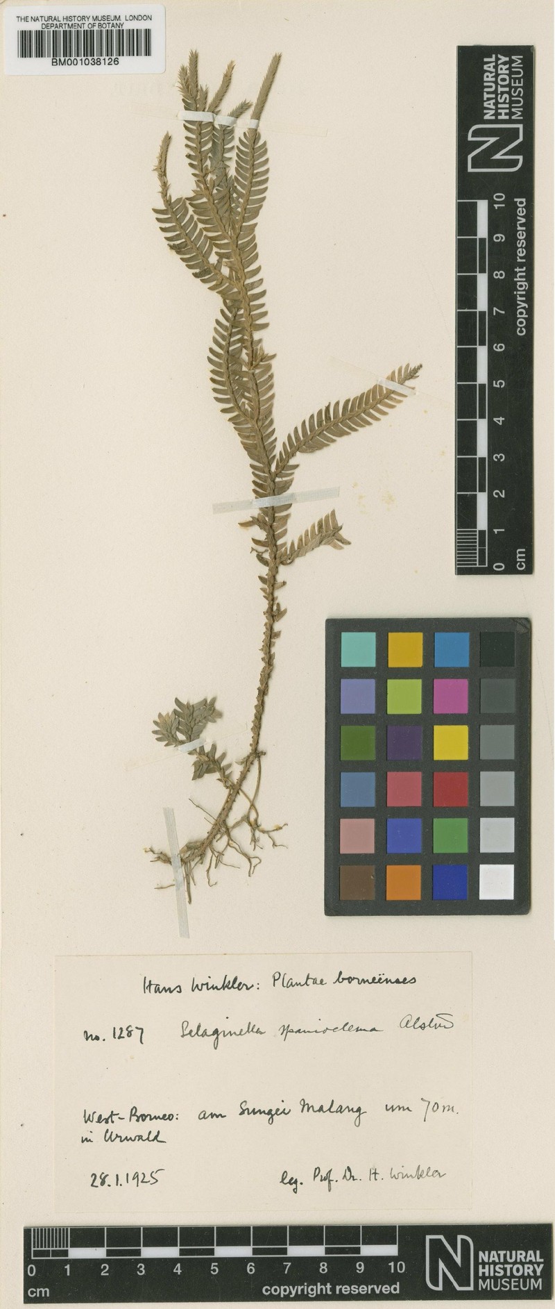Selaginella spanielema photo 2
