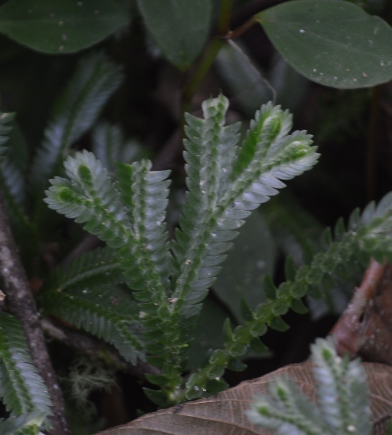 Selaginella speciosa