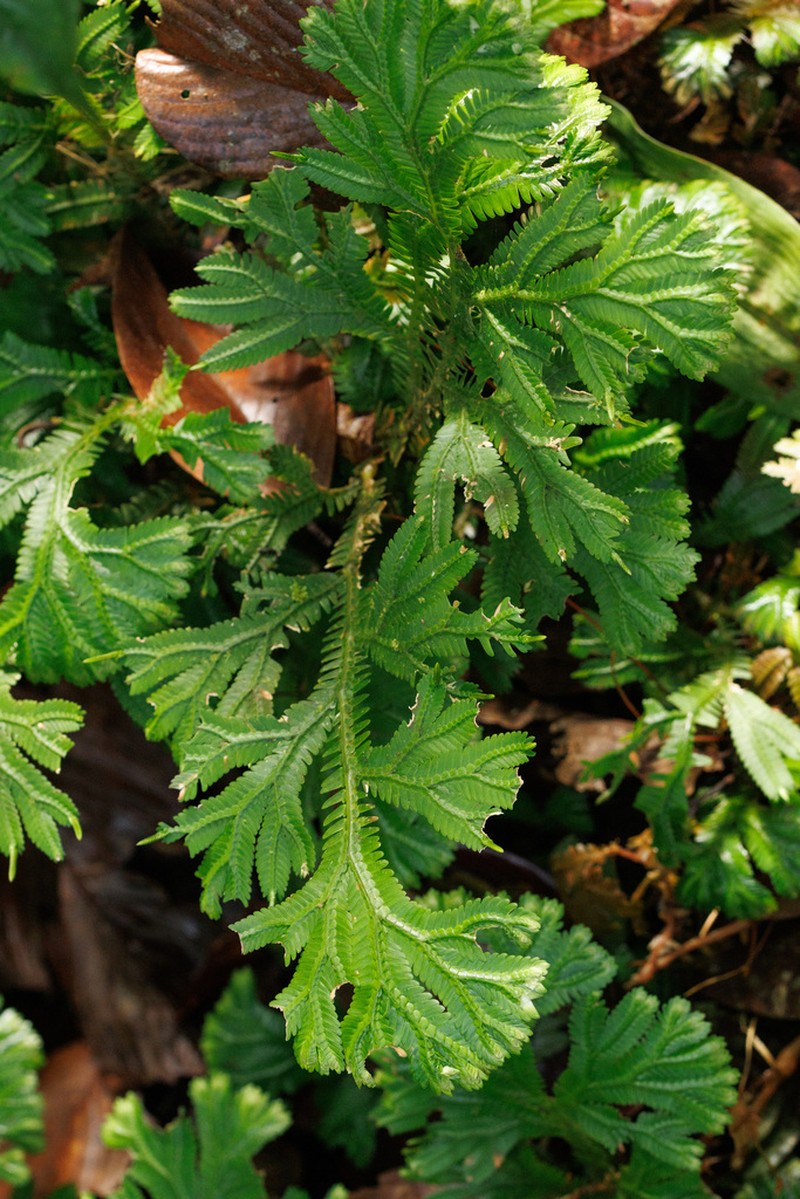 Selaginella speciosa photo 2