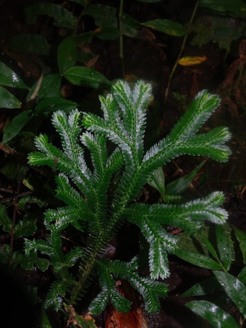 Selaginella speciosa photo 3