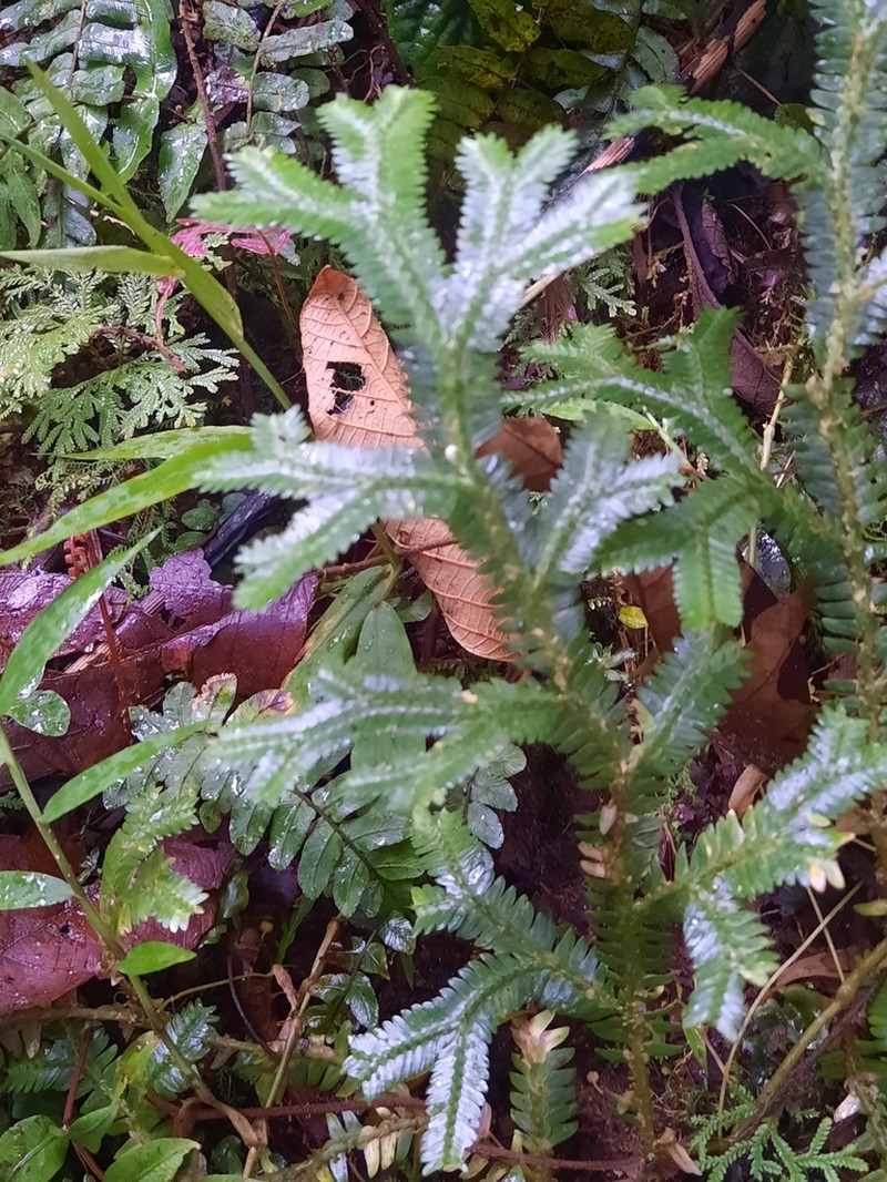 Selaginella speciosa photo 4