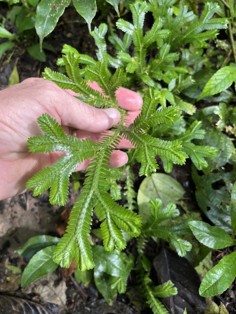 Selaginella speciosa photo 5