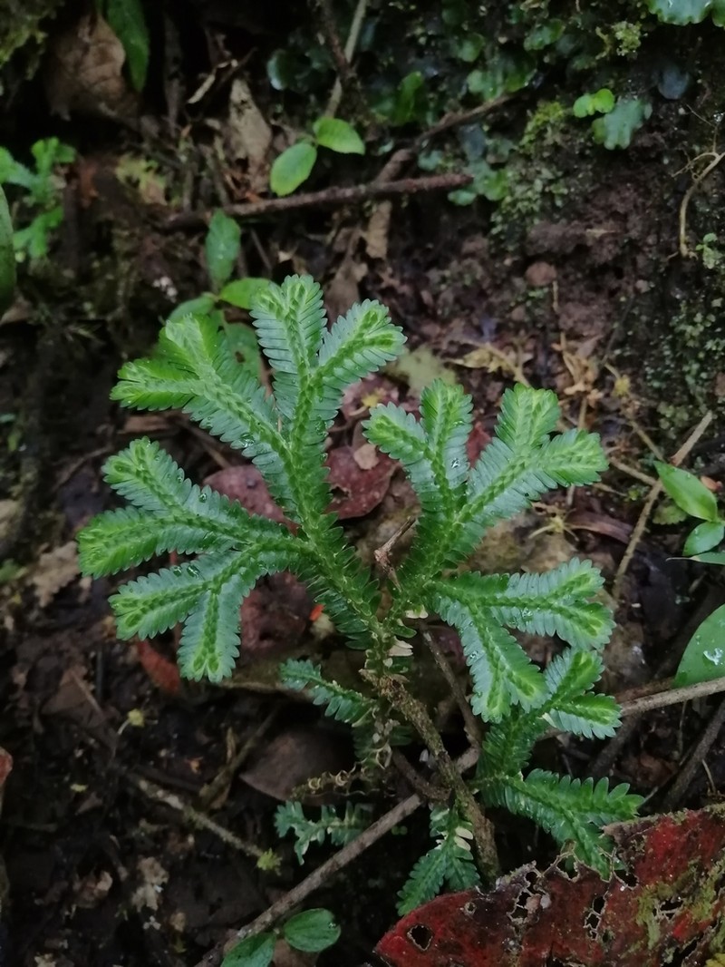 Selaginella speciosa photo 6