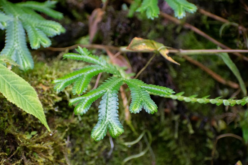 Selaginella speciosa photo 7