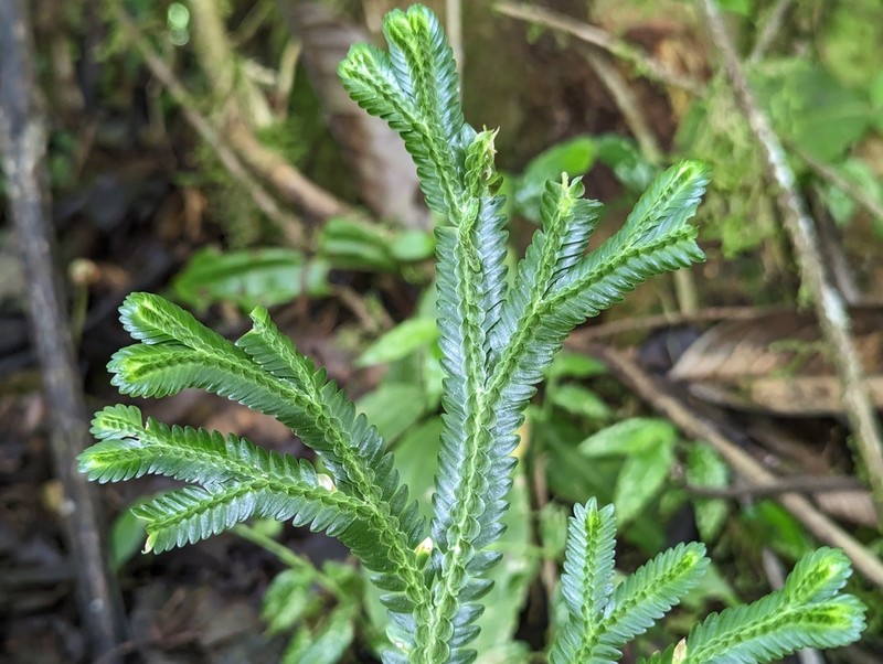 Selaginella speciosa photo 8
