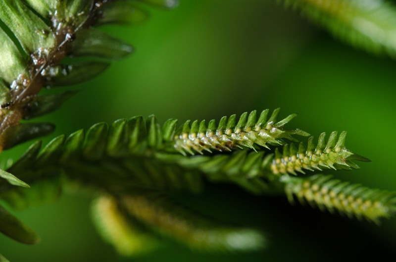 Selaginella squarrosa