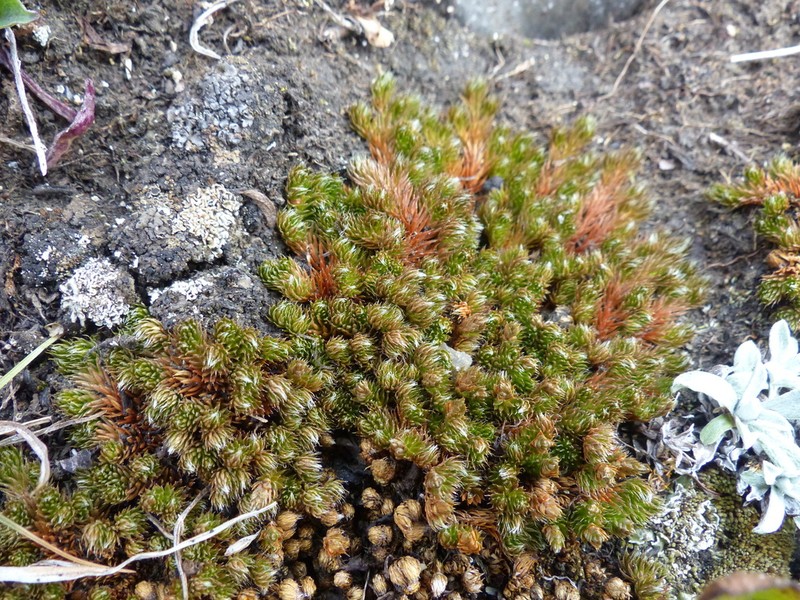 Selaginella standleyi
