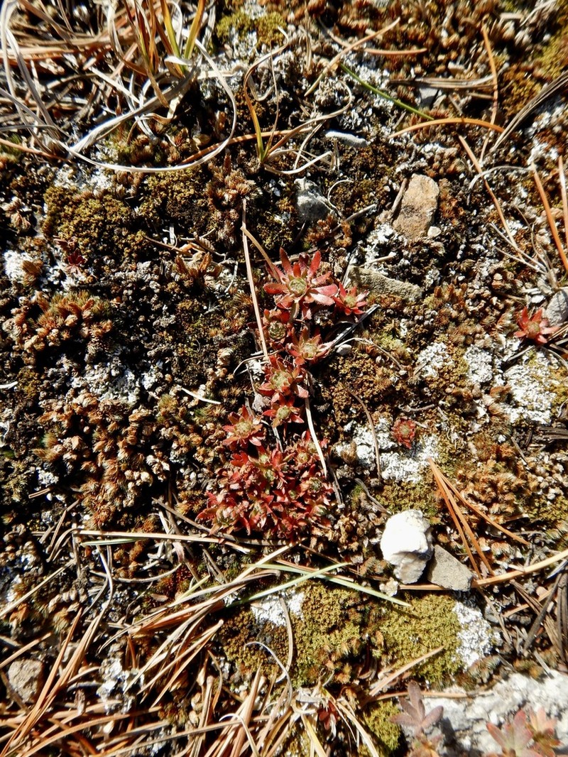 Selaginella standleyi photo 2