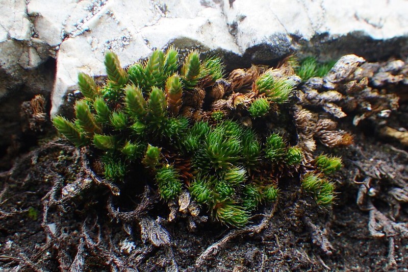 Selaginella standleyi photo 3
