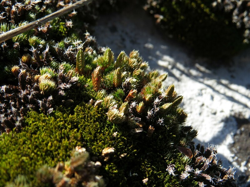 Selaginella standleyi photo 4