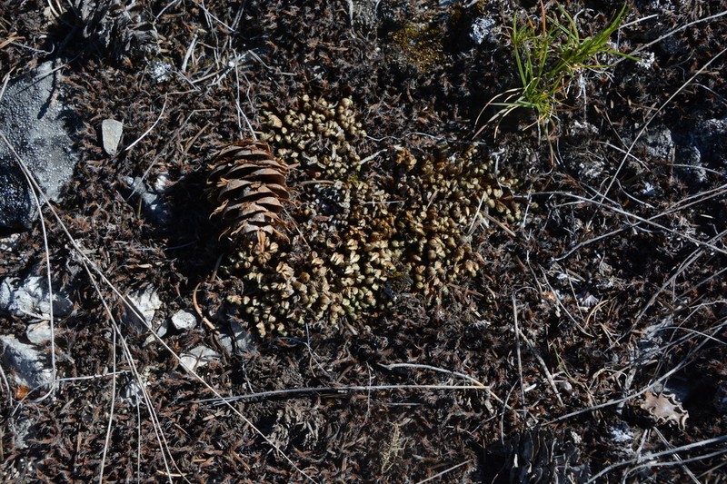 Selaginella standleyi photo 5