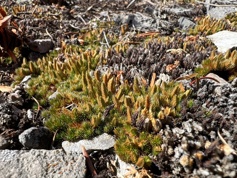 Selaginella standleyi photo 6