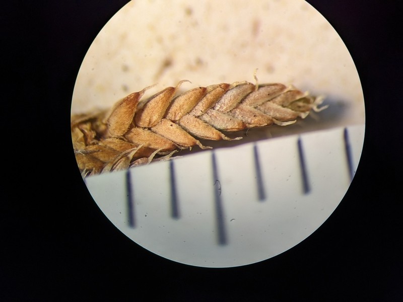 Selaginella standleyi photo 7