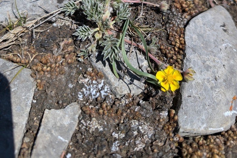 Selaginella standleyi photo 8