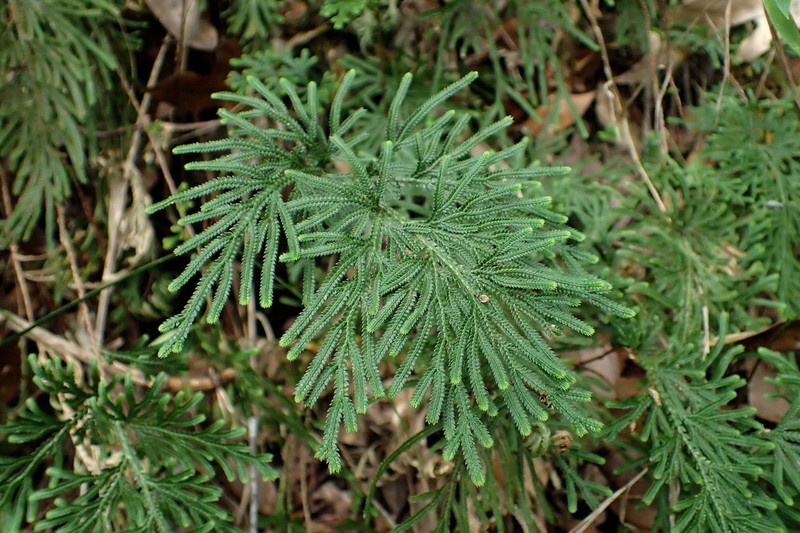 Selaginella stauntoniana