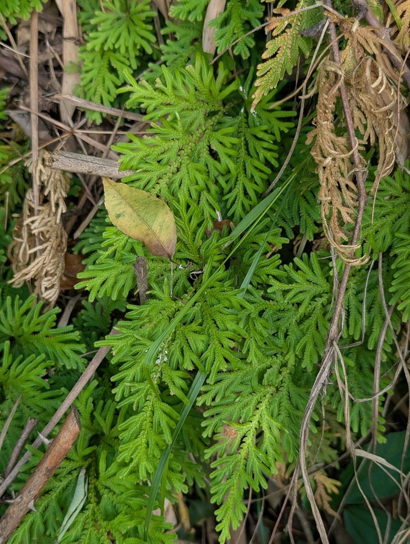 Selaginella stauntoniana photo 2