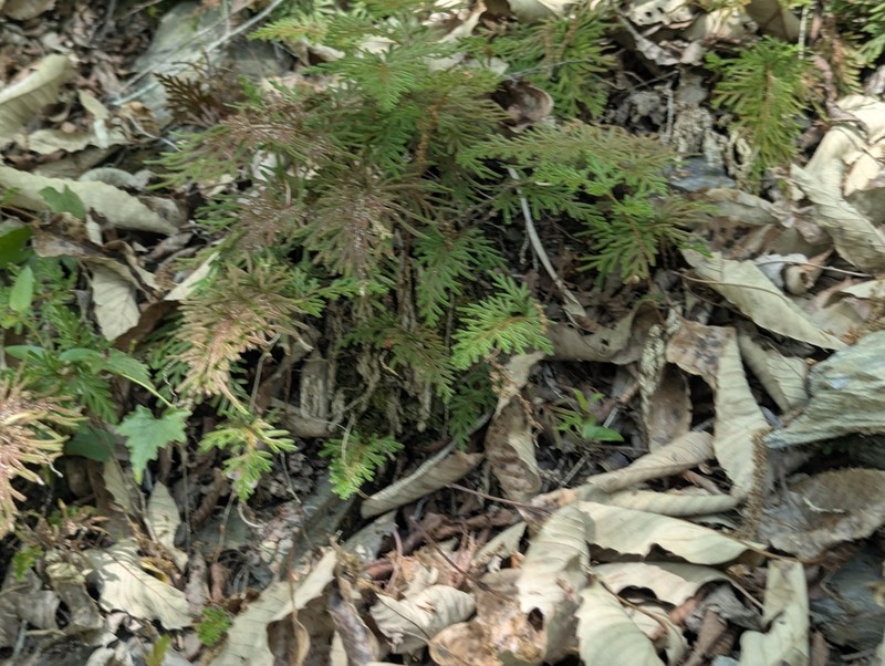 Selaginella stauntoniana photo 3