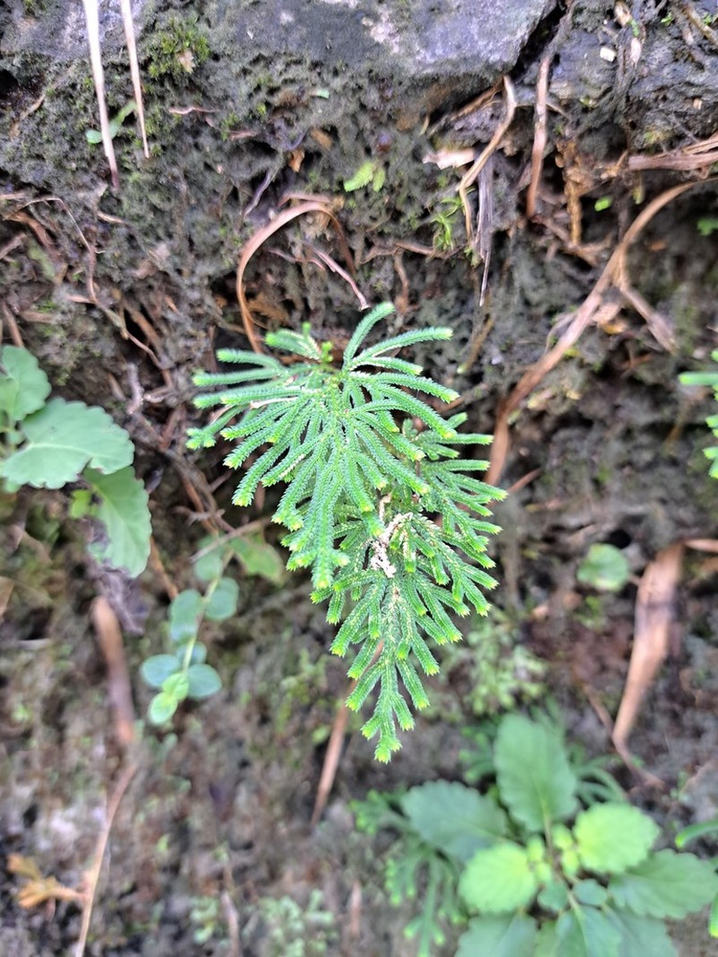 Selaginella stauntoniana photo 4