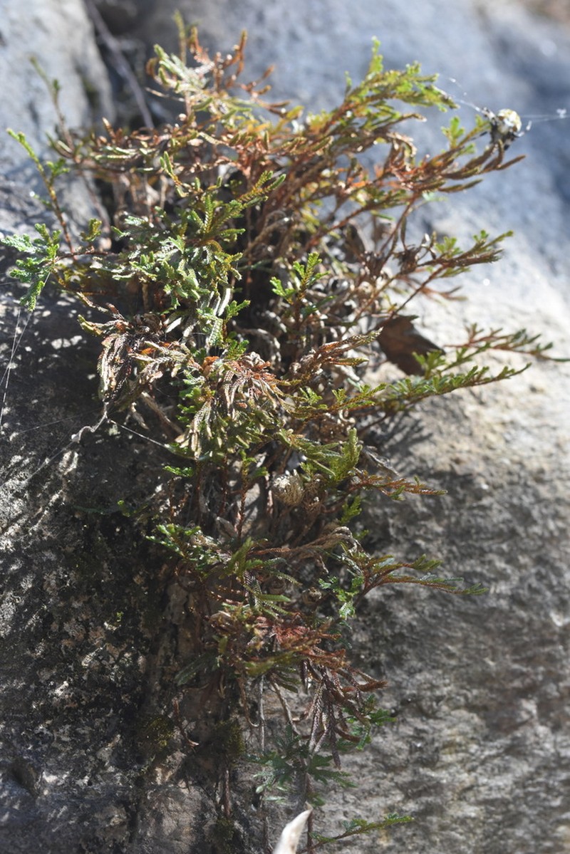 Selaginella stauntoniana photo 5