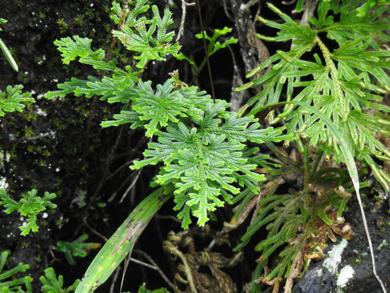 Selaginella stauntoniana photo 6