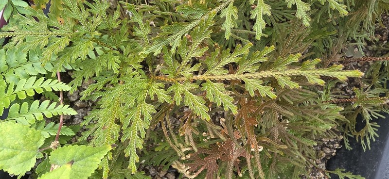 Selaginella stauntoniana photo 8