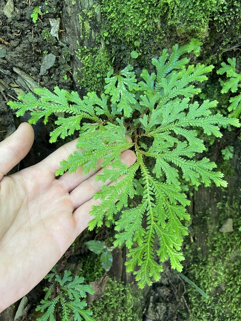Selaginella stenophylla