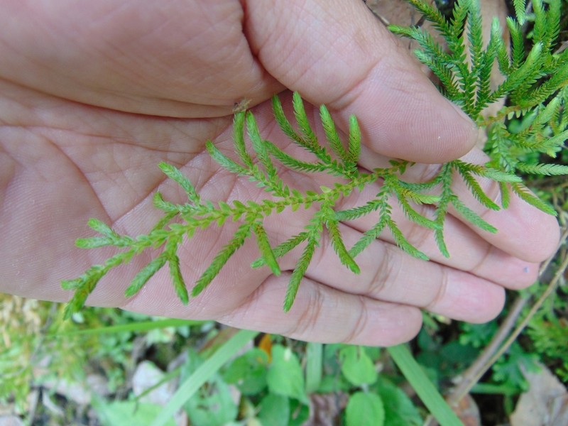 Selaginella stenophylla photo 2