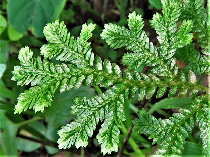 Selaginella stenophylla photo 3