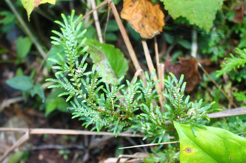 Selaginella stenophylla photo 4