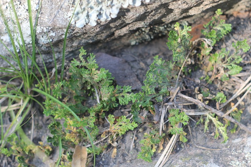 Selaginella stenophylla photo 5