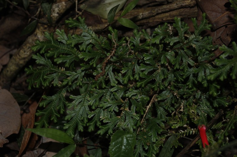 Selaginella stenophylla photo 6