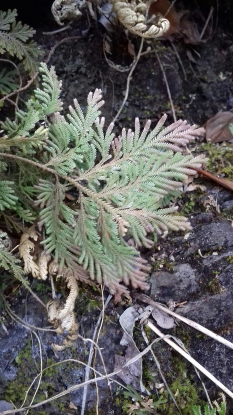 Selaginella stenophylla photo 7