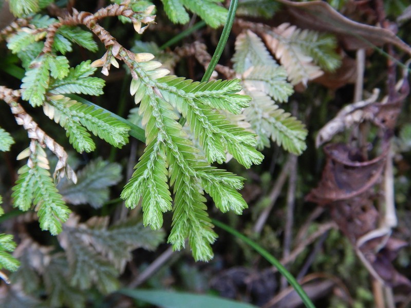 Selaginella stenophylla photo 8