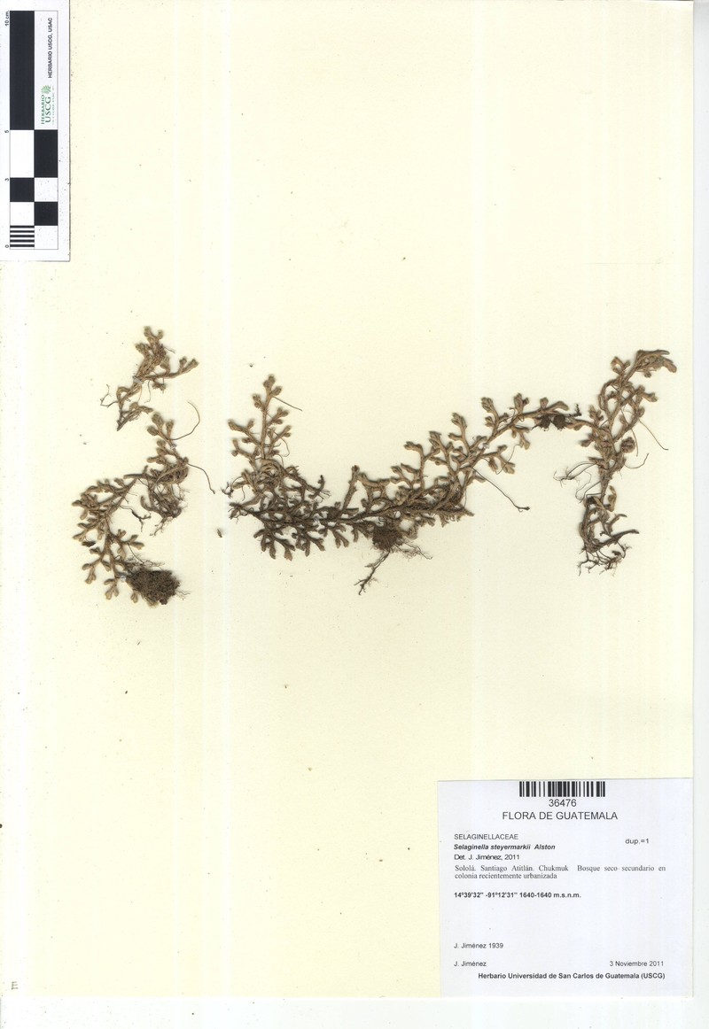 Selaginella steyermarkii photo 2